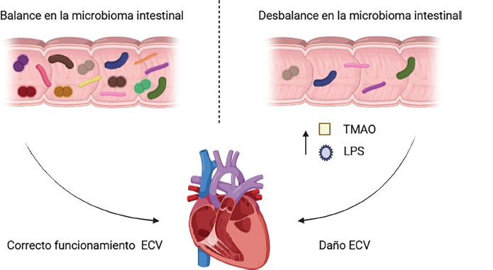 Figure 1. Impact of Gut Microbiota Dysbiosis on Cardiovascular Function (CVD)